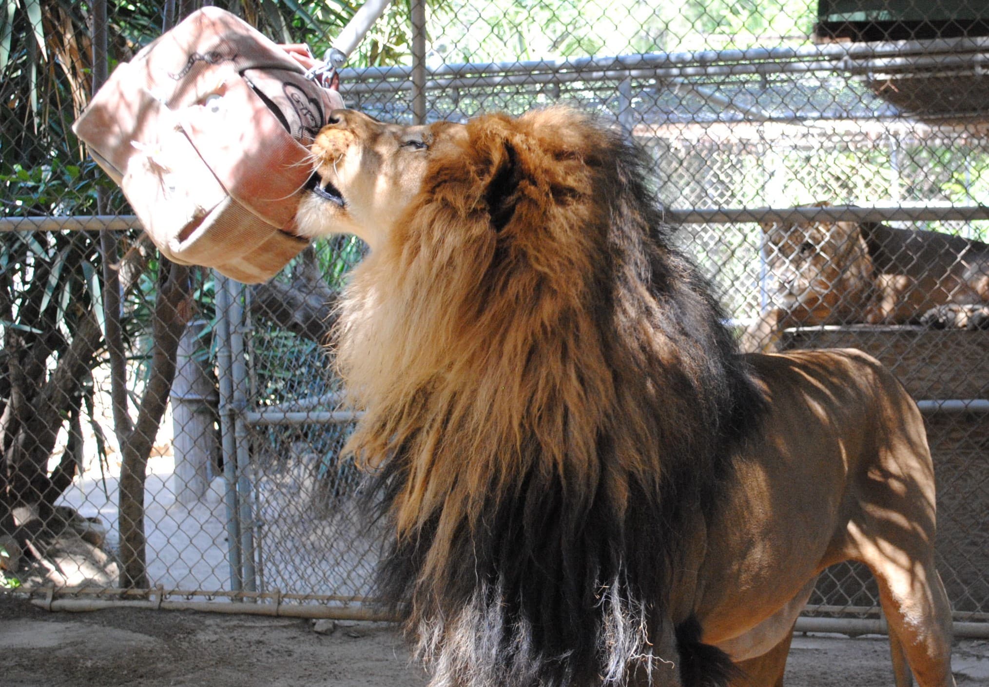 Bolero the lion playing with a donated firehose toy