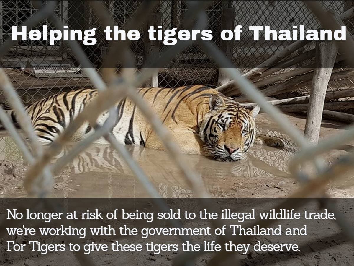 Follow the Tigers campaign