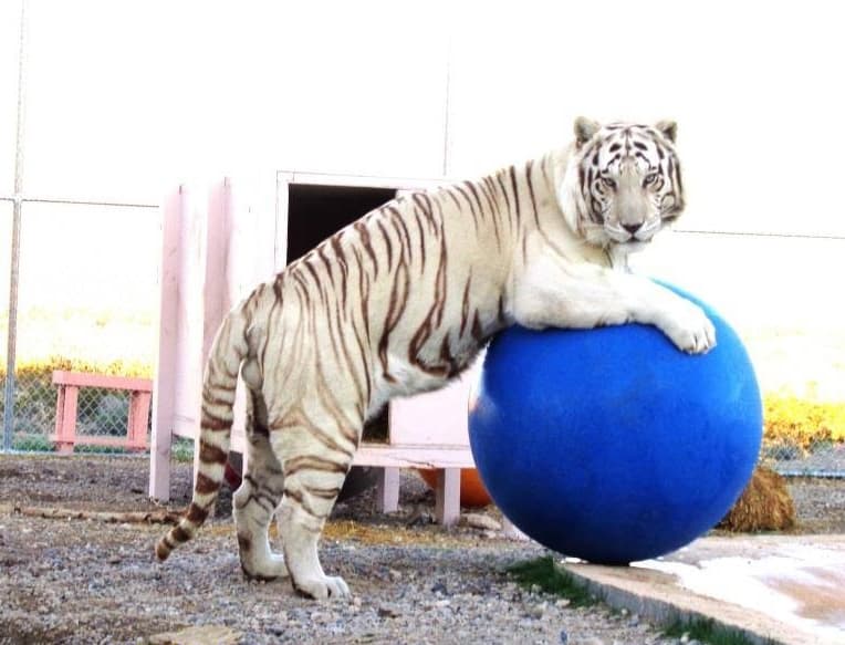A tiger playing with a large plastic boomer ball