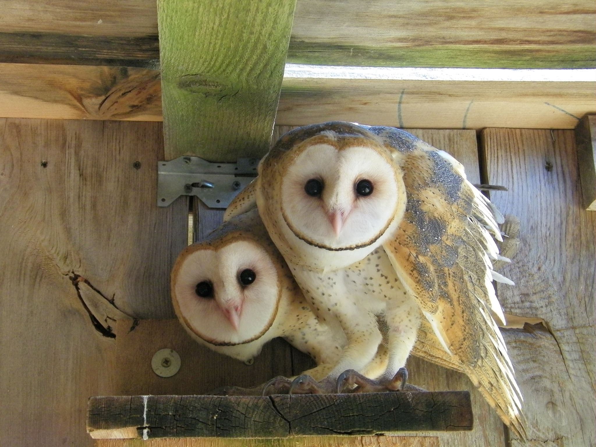 Rescued barn owls looking at the camera