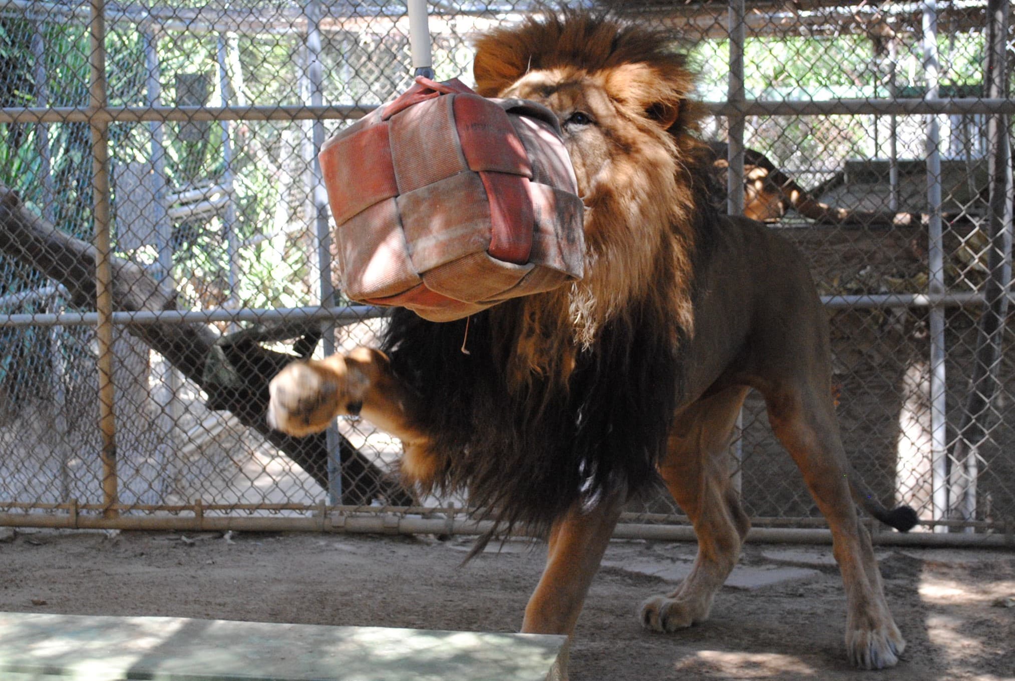Bolero the lion playing with a donated toy (1)
