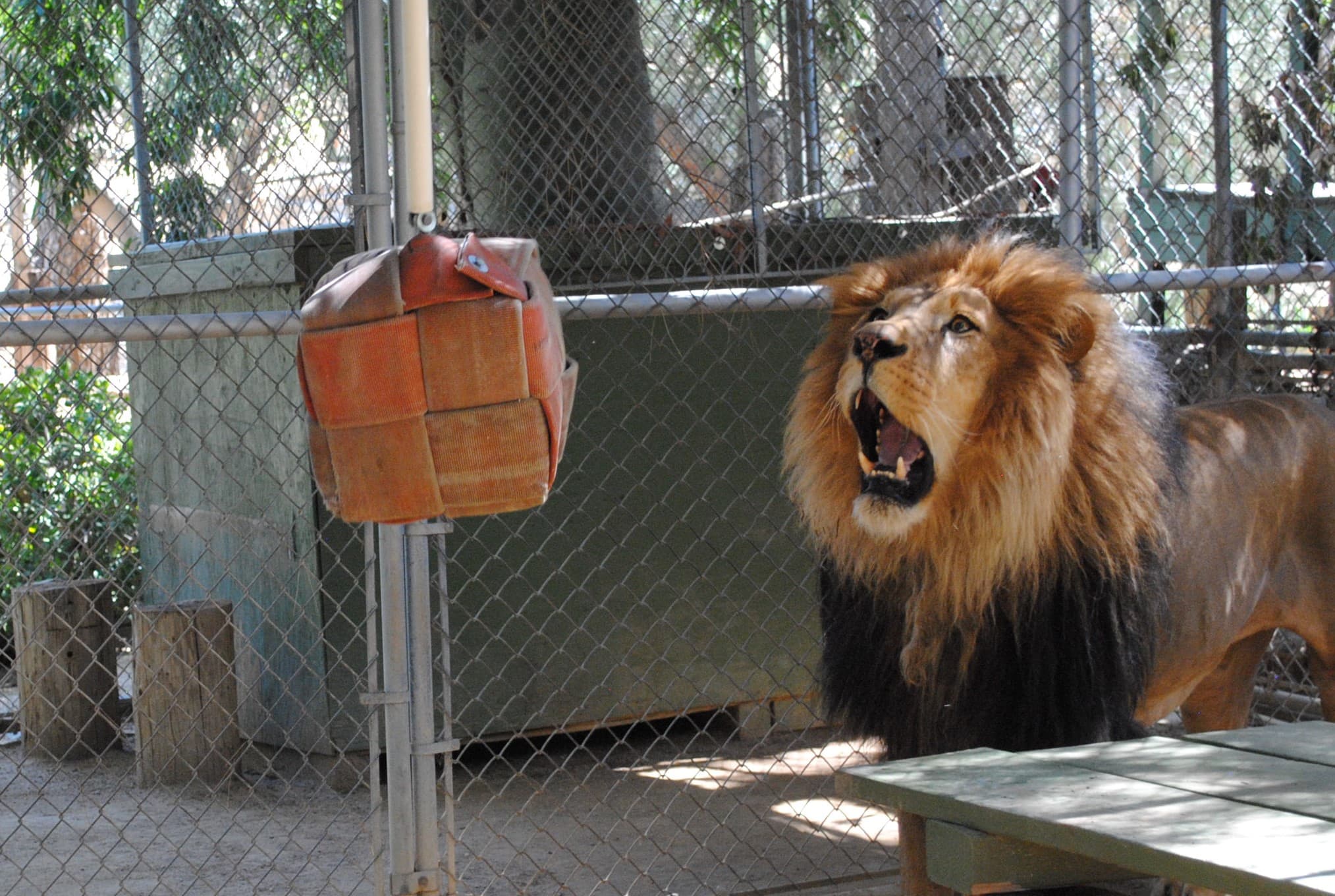 Bolero the lion playing with a donated toy (3)