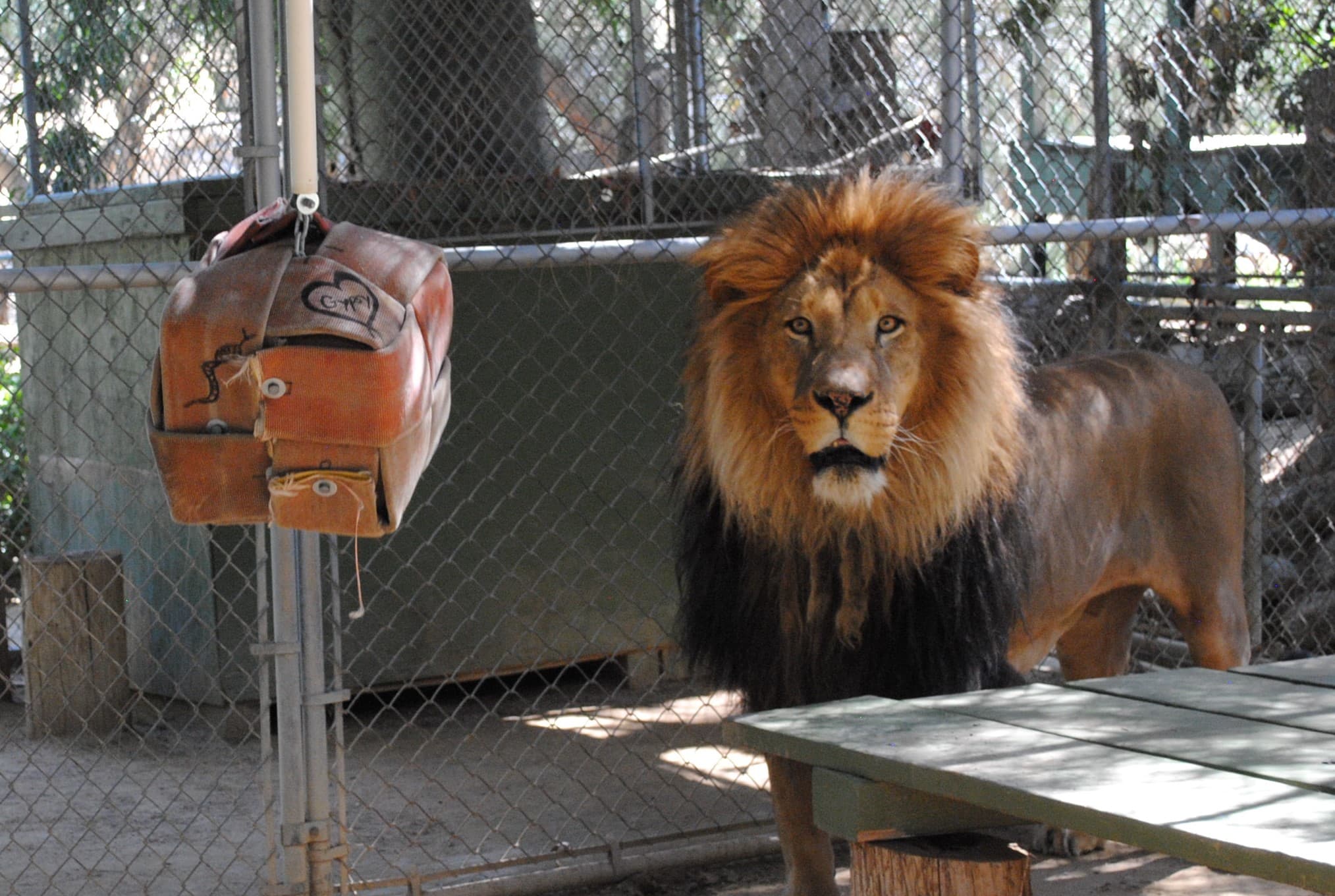 Bolero the lion playing with a donated toy (4)