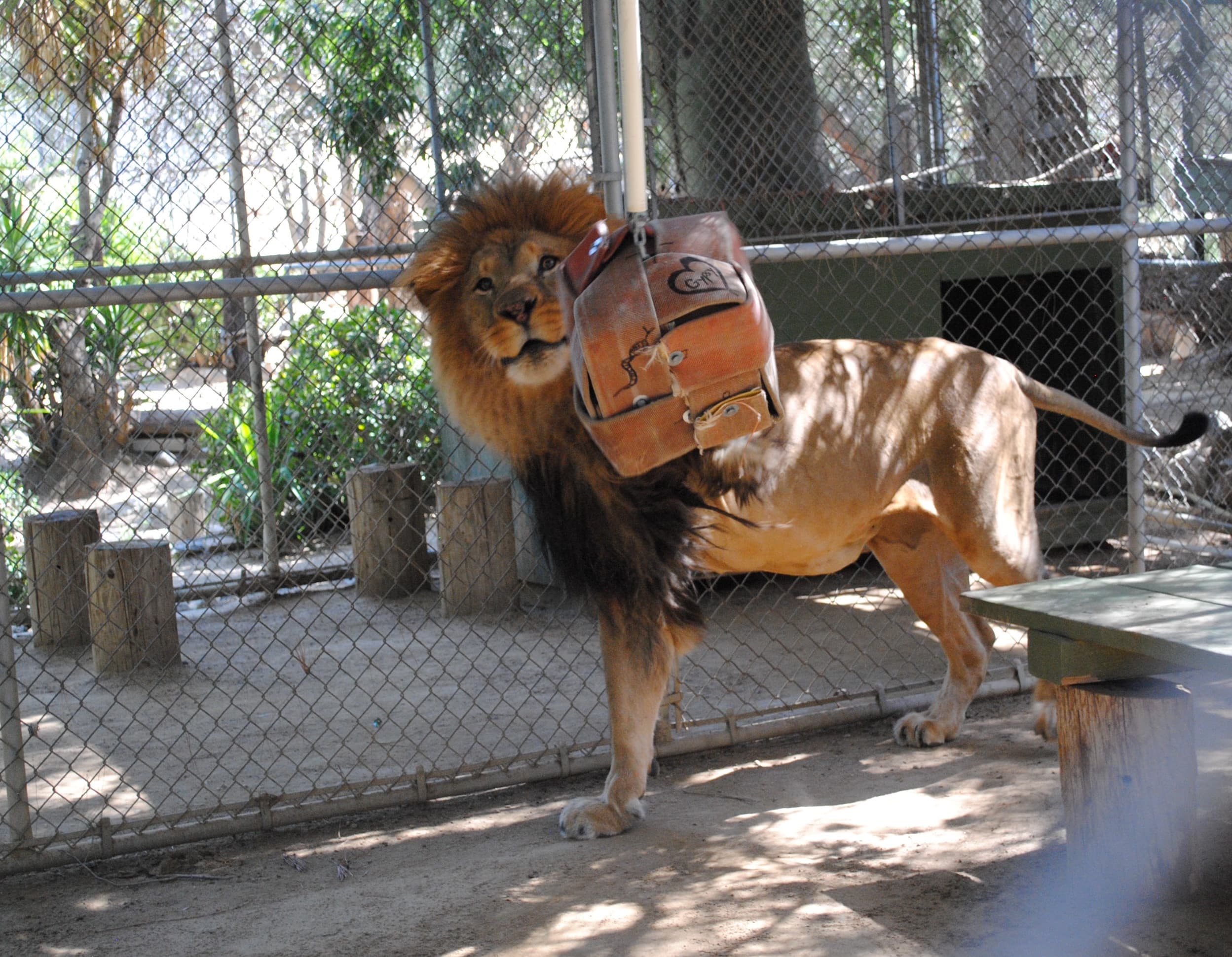 Bolero the lion playing with a donated toy (5)