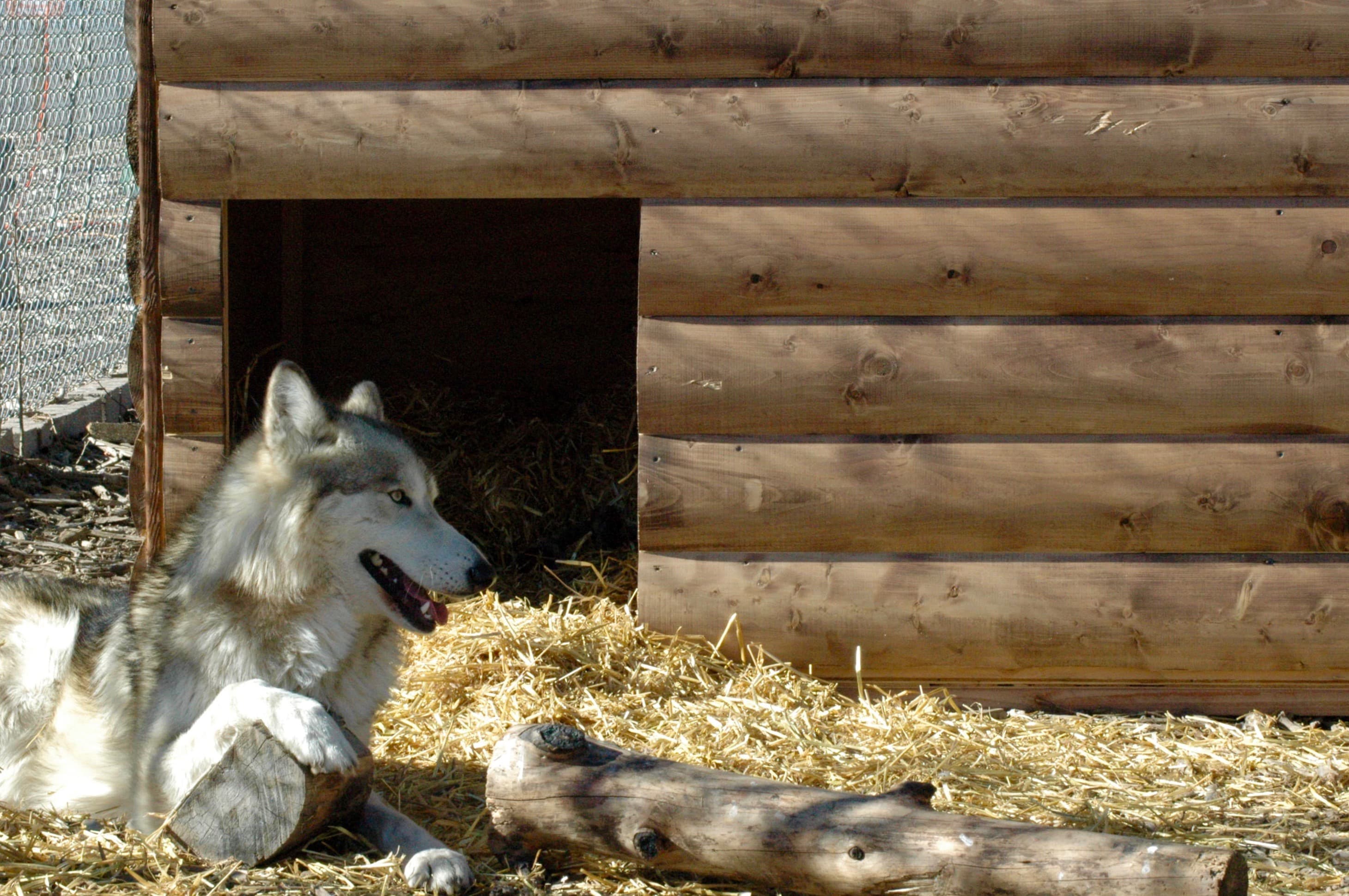 Lyle the wolf playing around his new donated den (1)