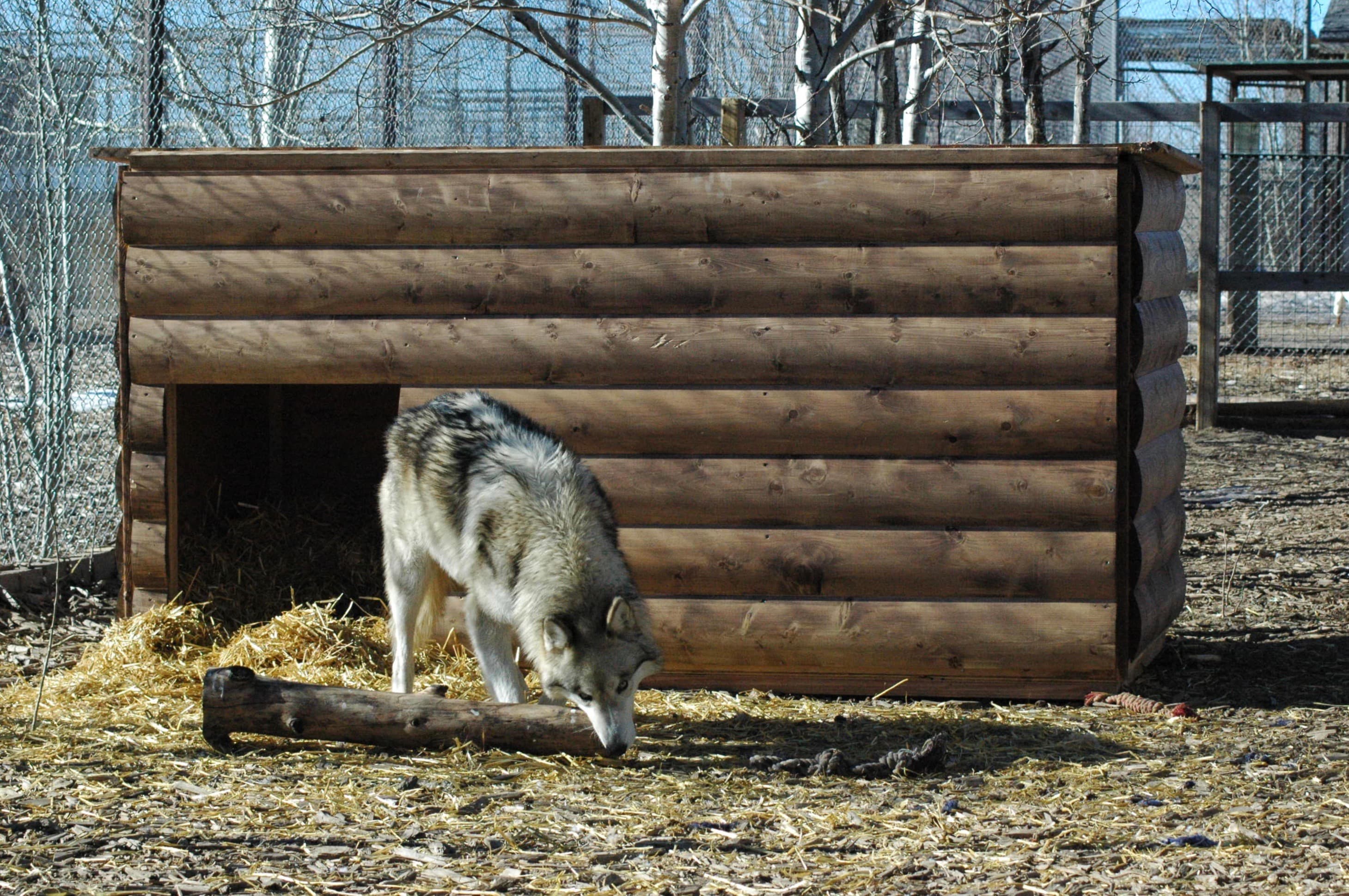 Lyle the wolf playing around his new donated den (2)