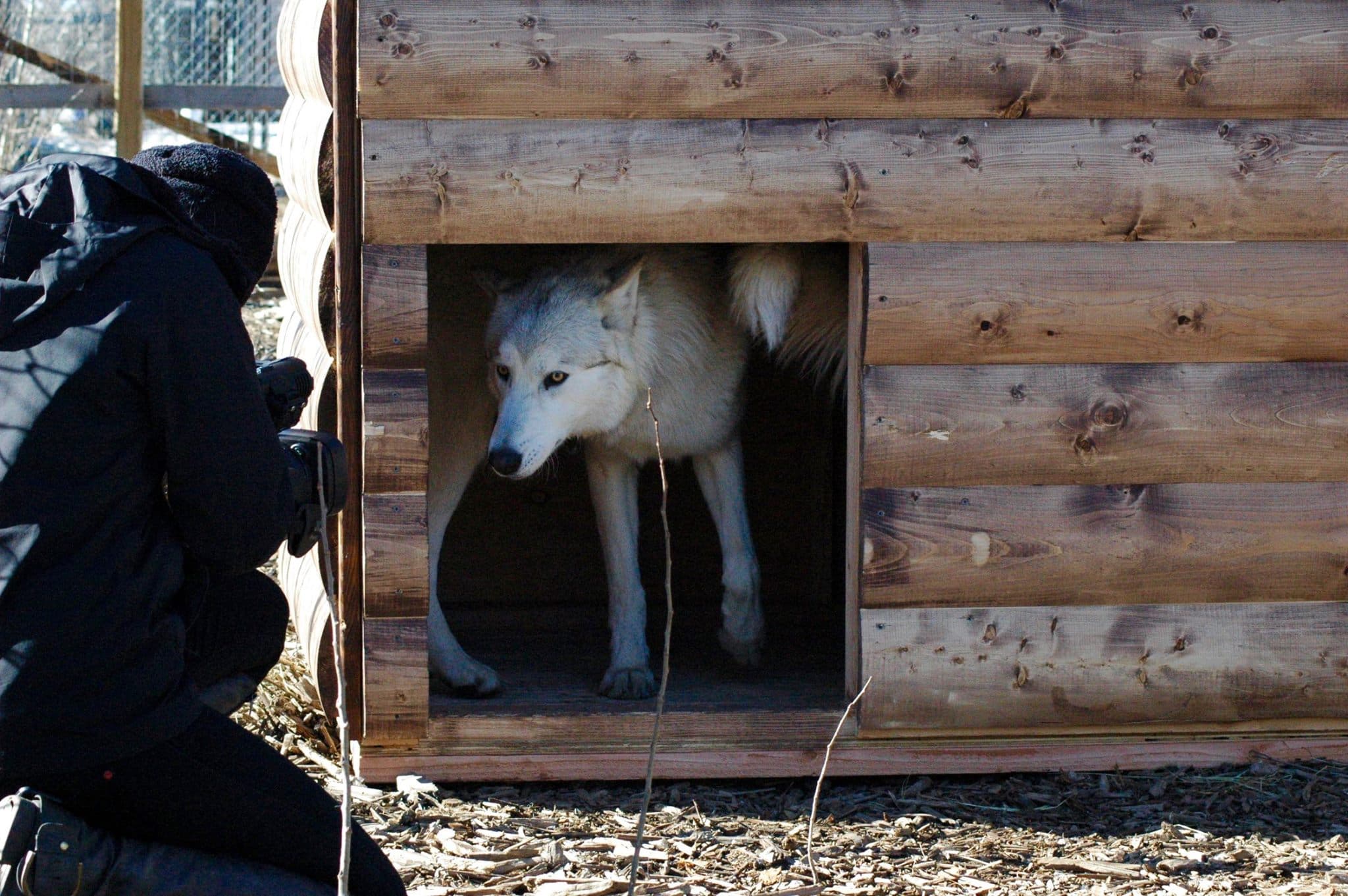 Lyle the wolf playing around his new donated den (3)