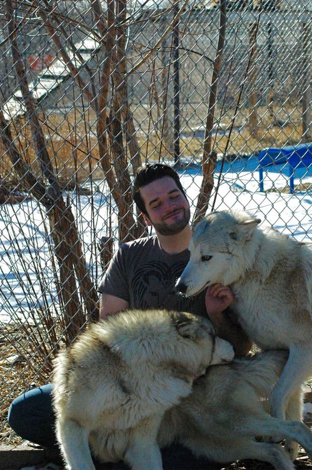 A volunteer receiving cuddles from a wolf