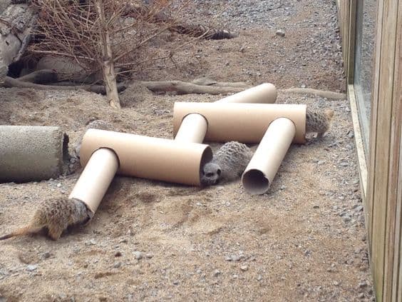 A group of meerkats playing with a tube system made from large recycled cardboard tubes