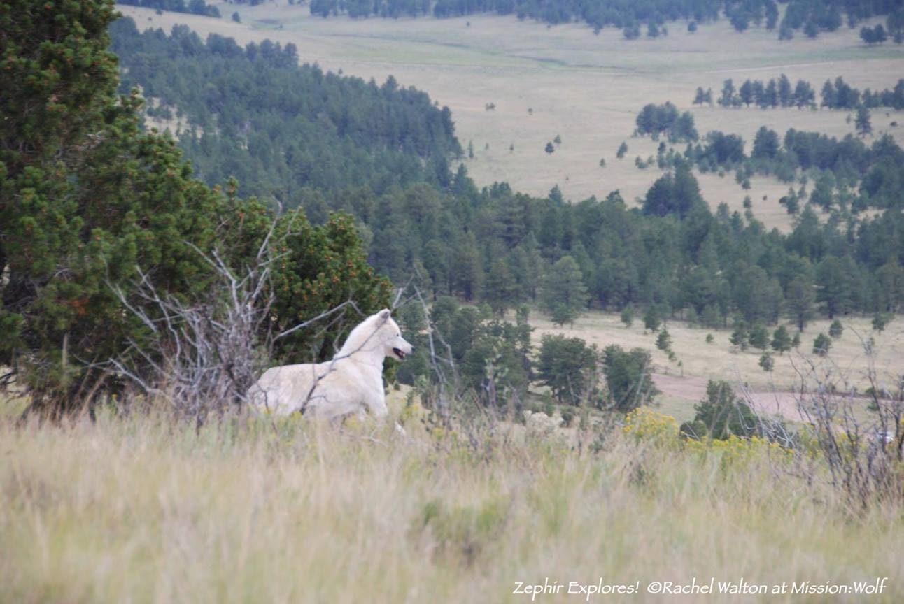 A wolf resident at the Mission: Wolf sanctuary (1)