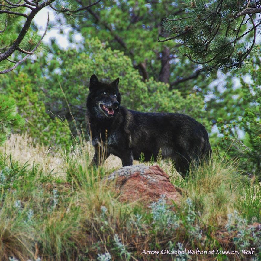 A wolf resident at the Mission: Wolf sanctuary (2)