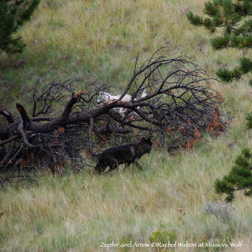 A wolf resident at the Mission: Wolf sanctuary (3)