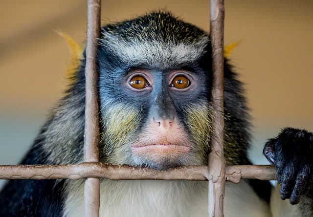 A monkey looking at the camera from behind steel bars