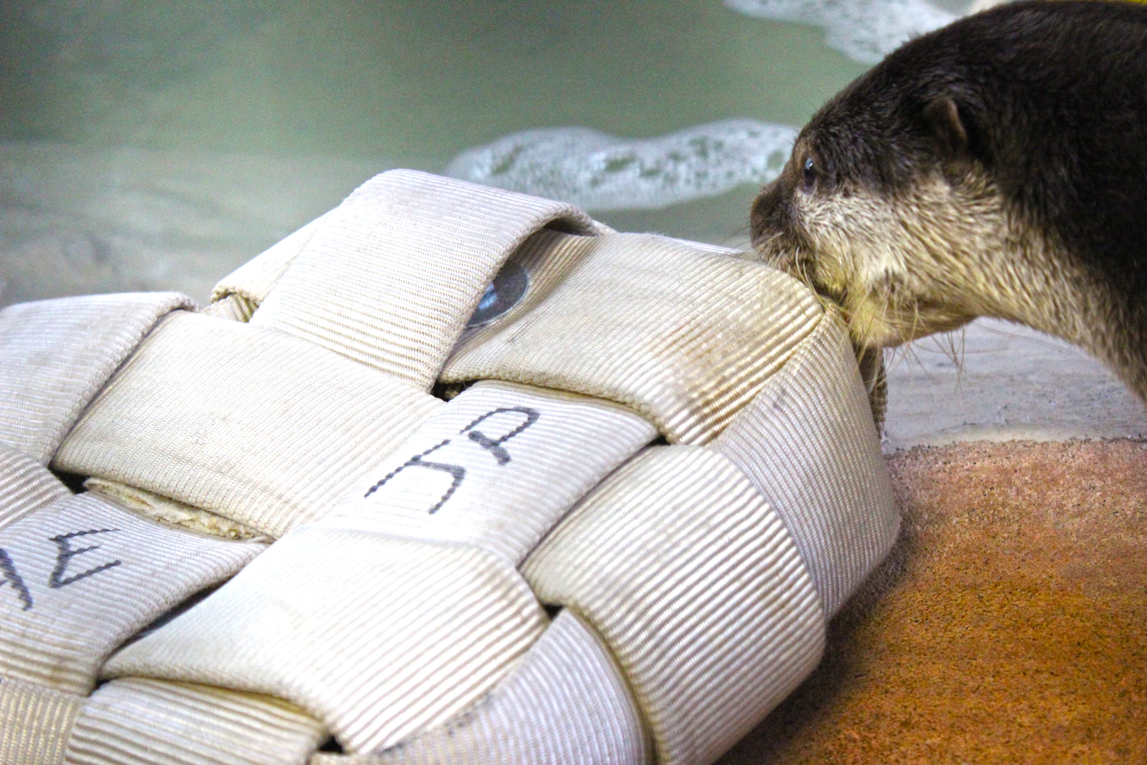 An otter playing with a donated toy made from recycled firehose