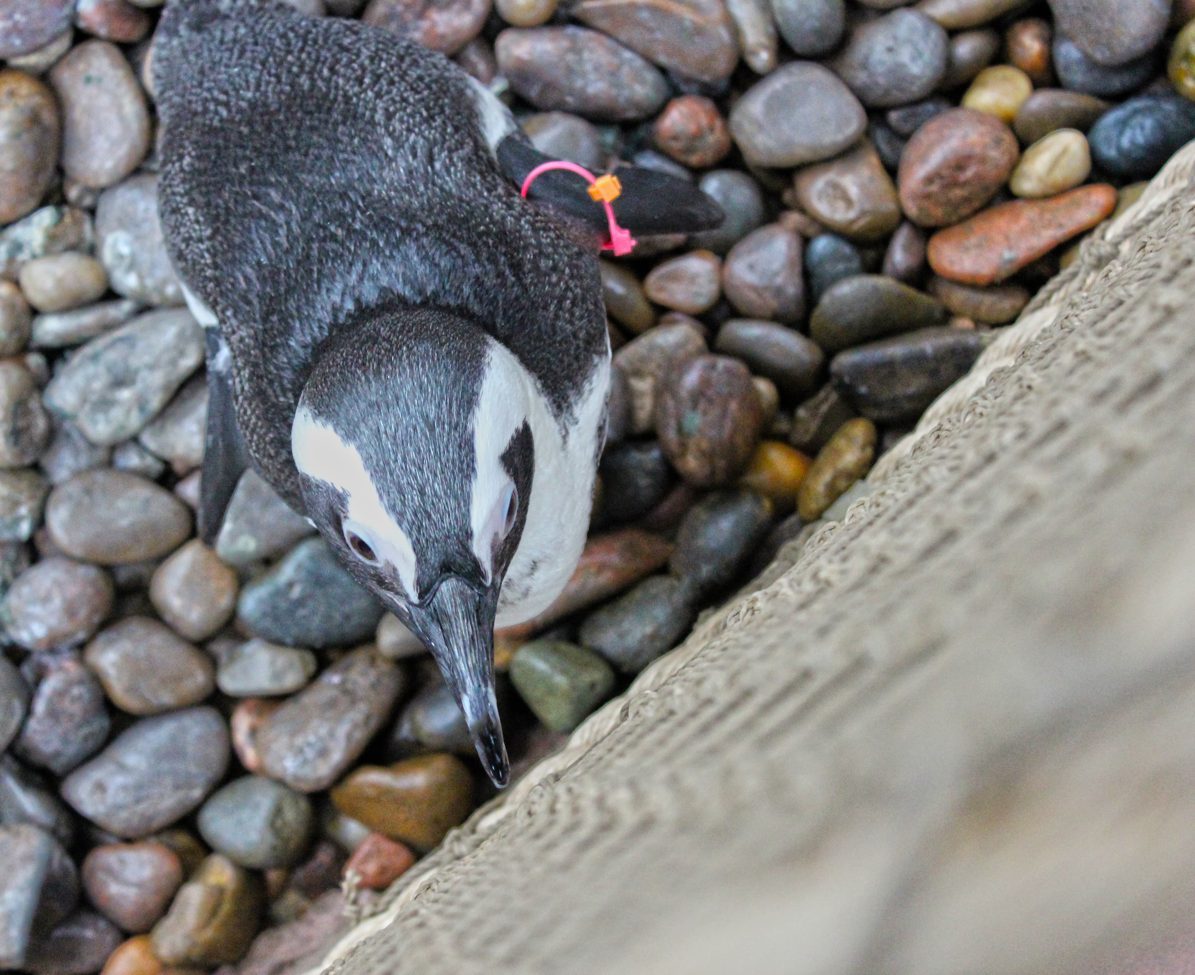 A small cute penguin