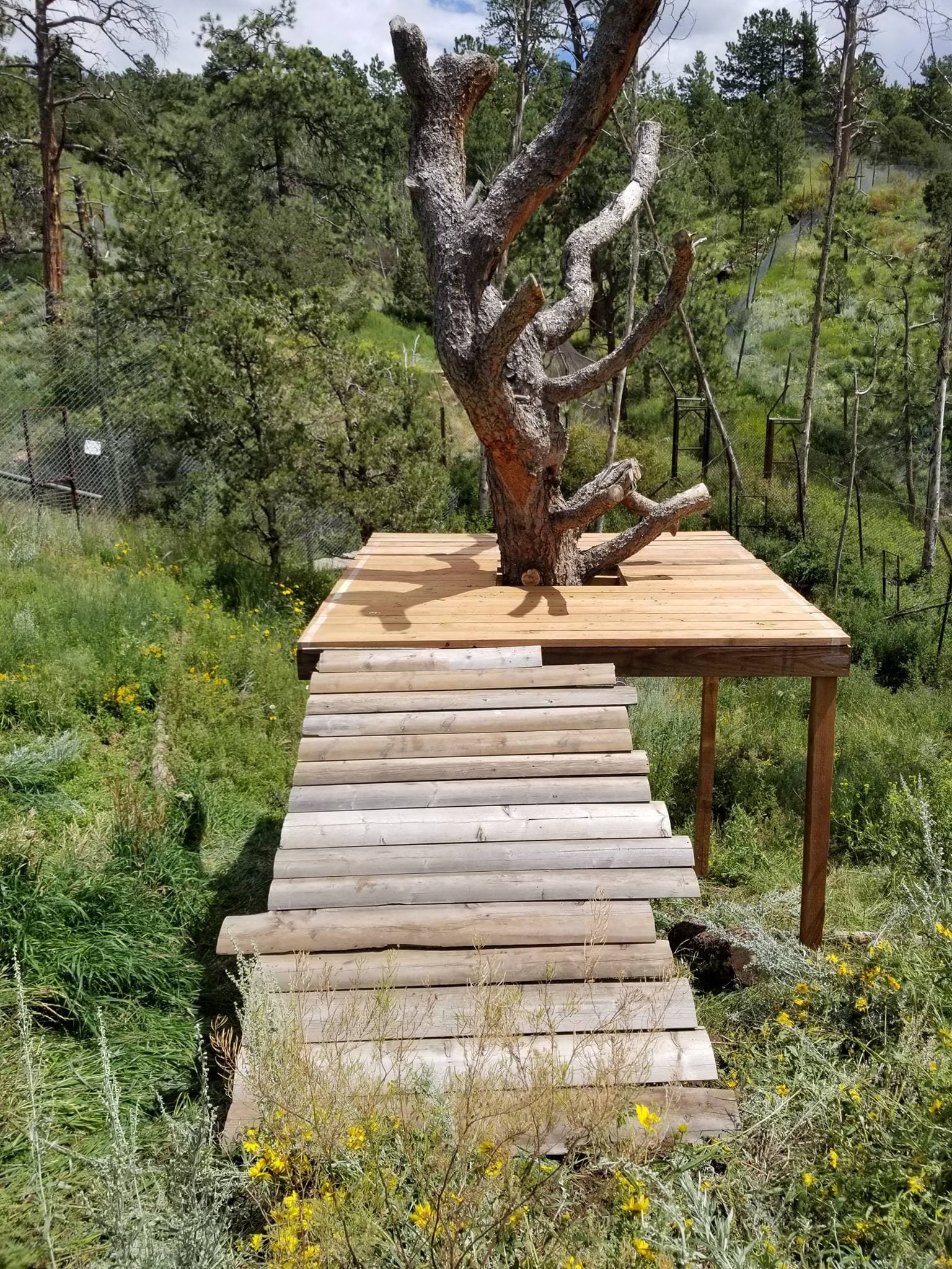 An elevated platorm built around a tree