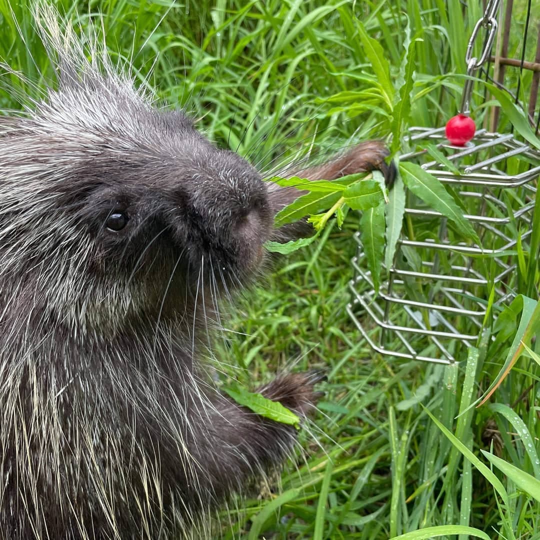 A cute little porcupine