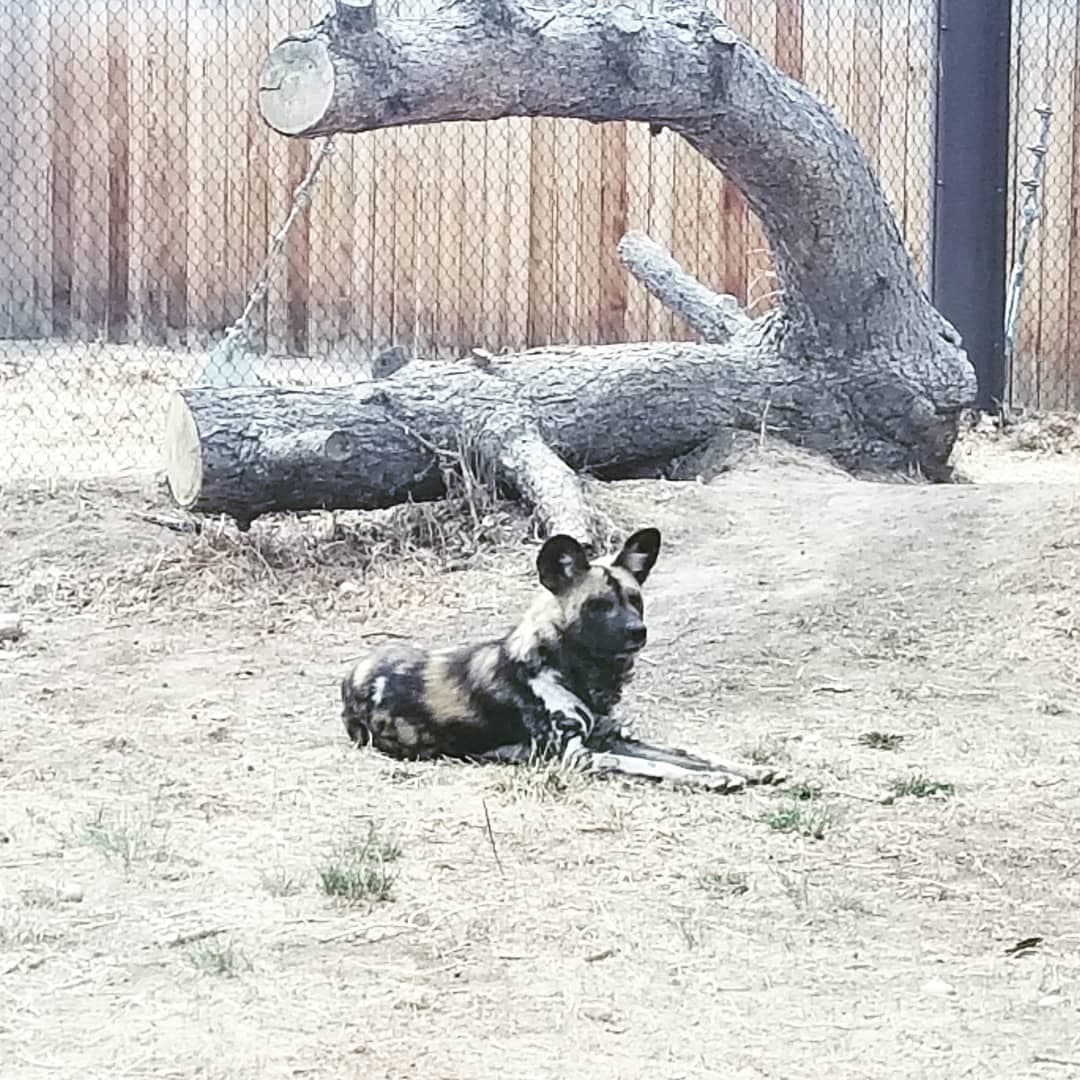 An African Painted Dog in their enclosure at the Pueblo Zoo