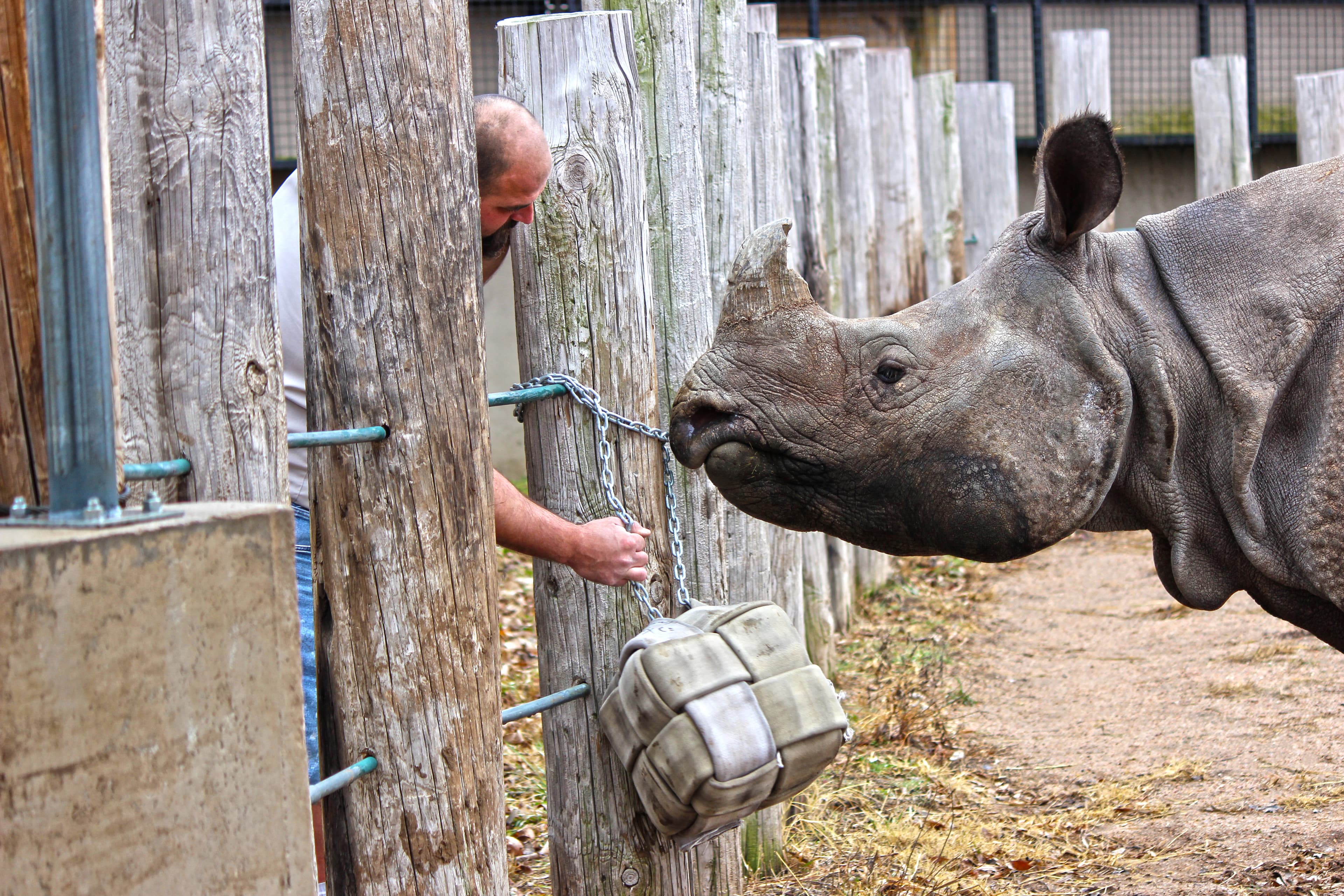 A zookeeper encouraging a rhino to play with their donated toy