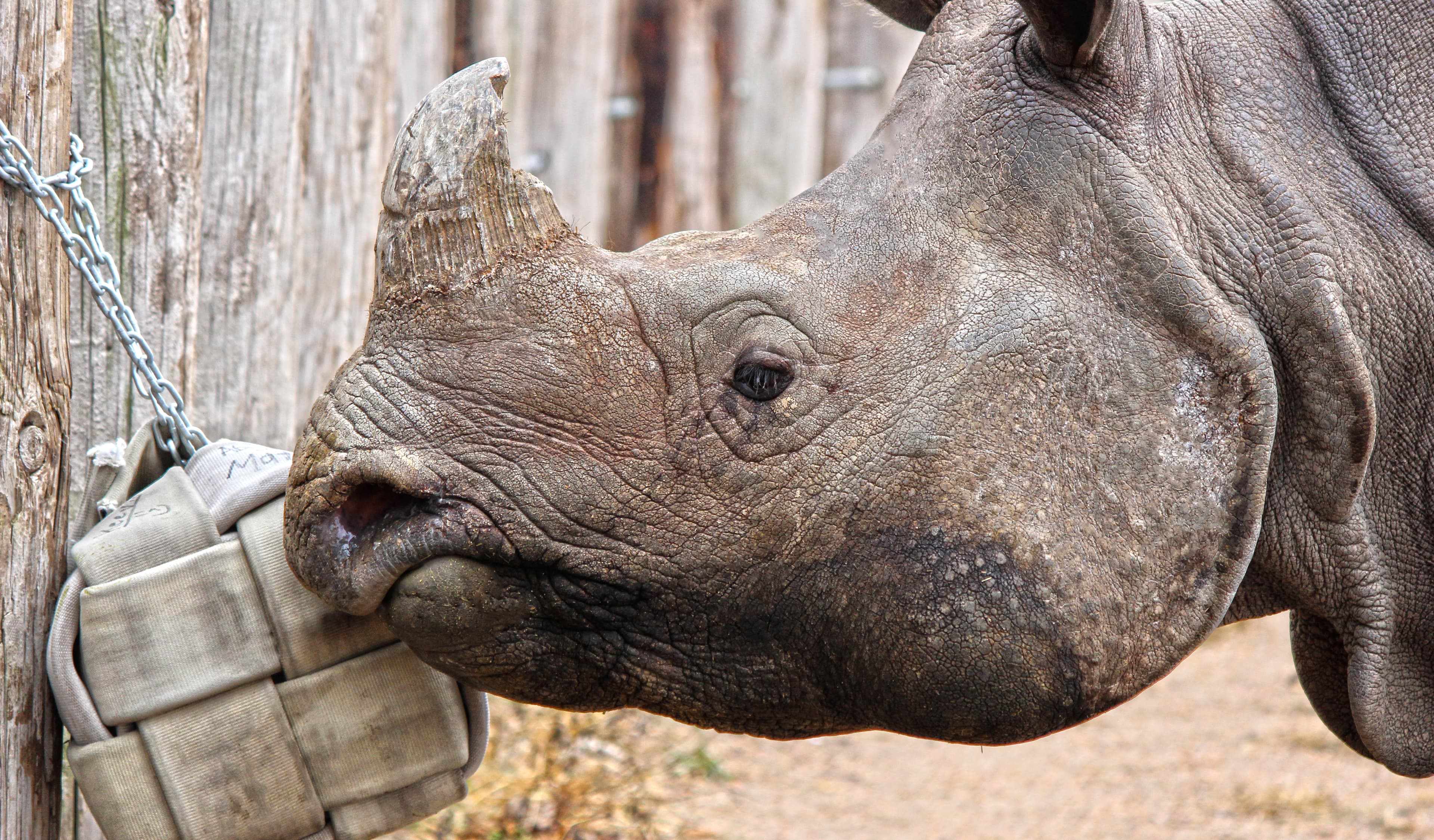 A rhino playing with a toy cube made from recycled firehose (1)