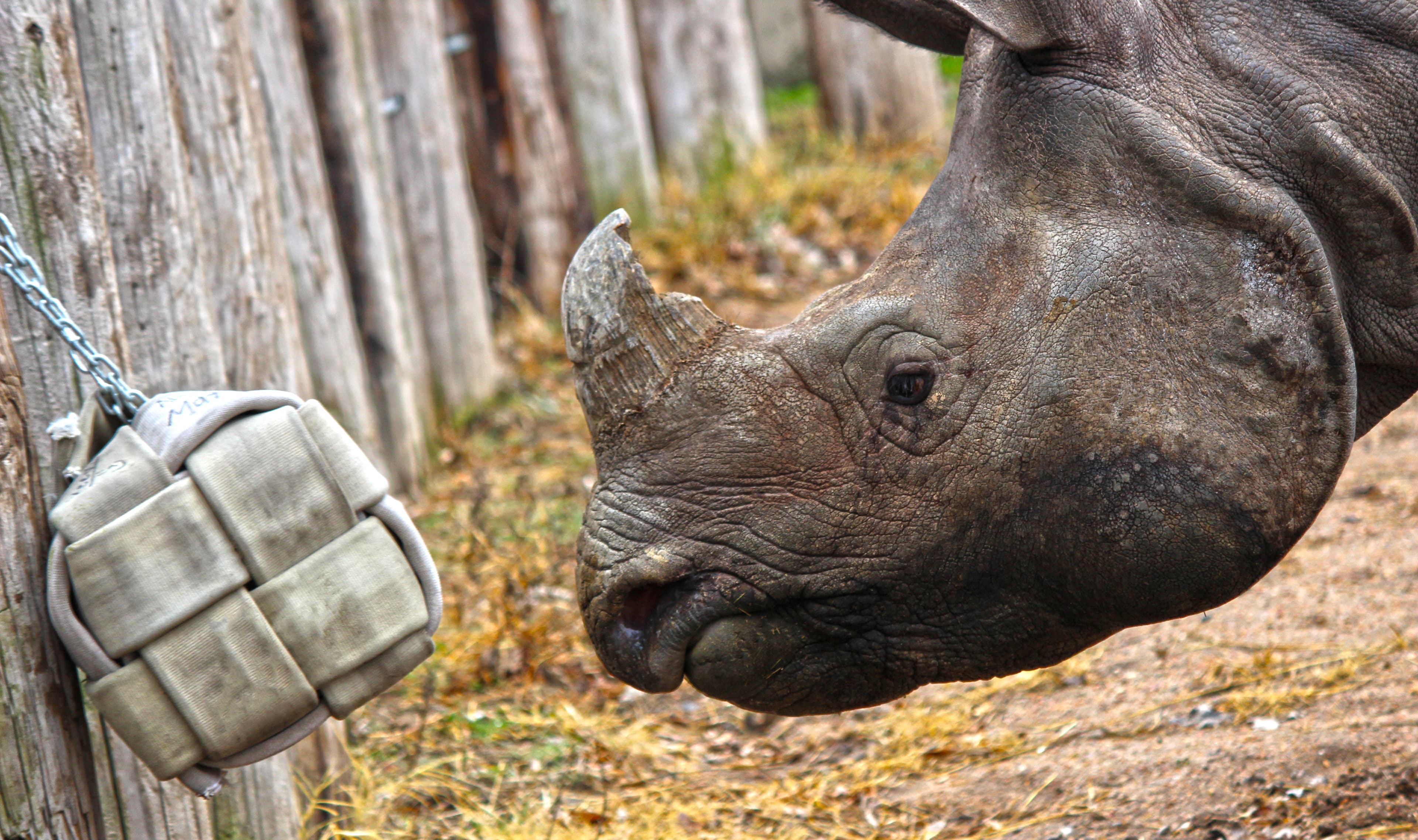 A rhino playing with a toy cube made from recycled firehose (2)