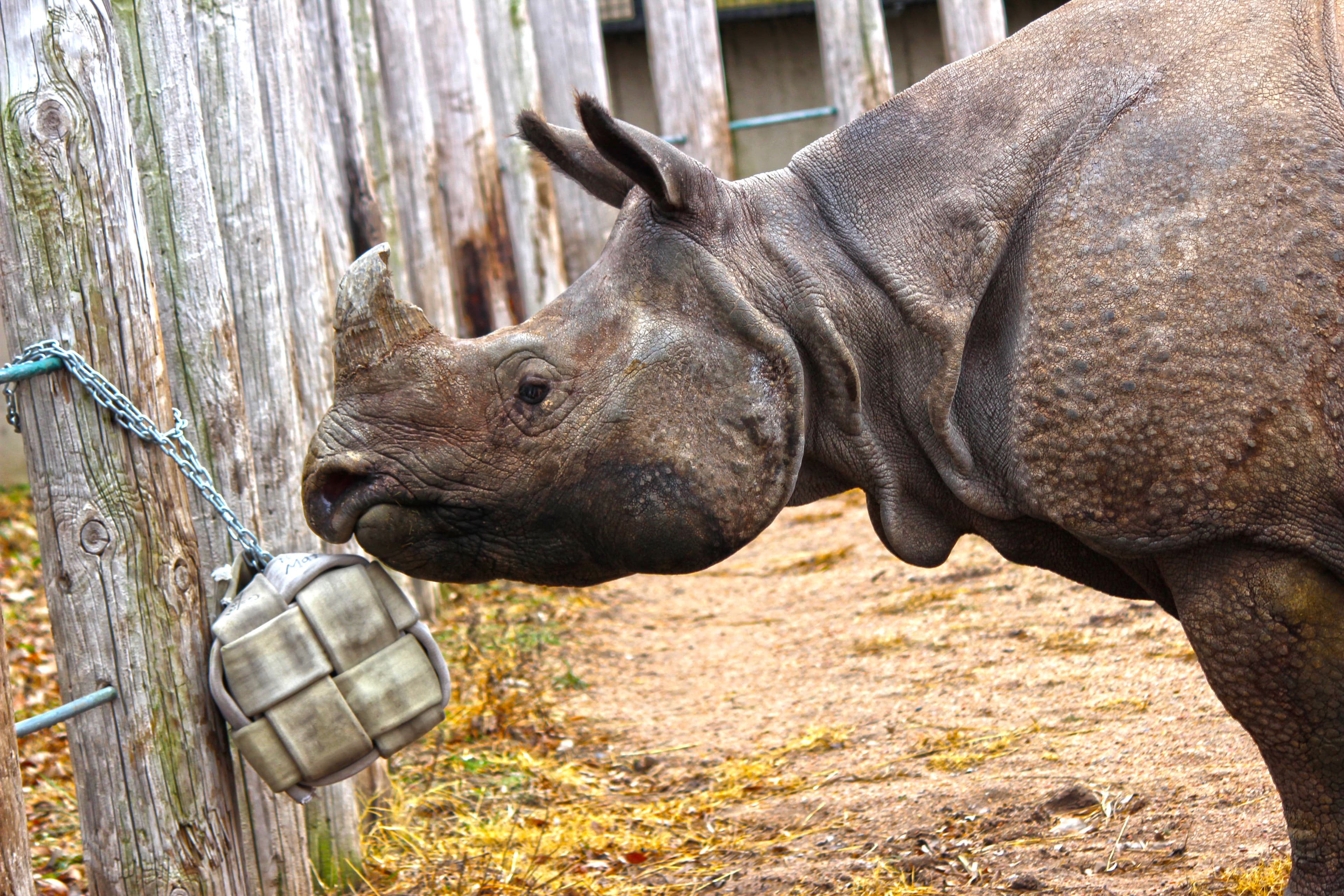 A rhino playing with a toy cube made from recycled firehose (3)