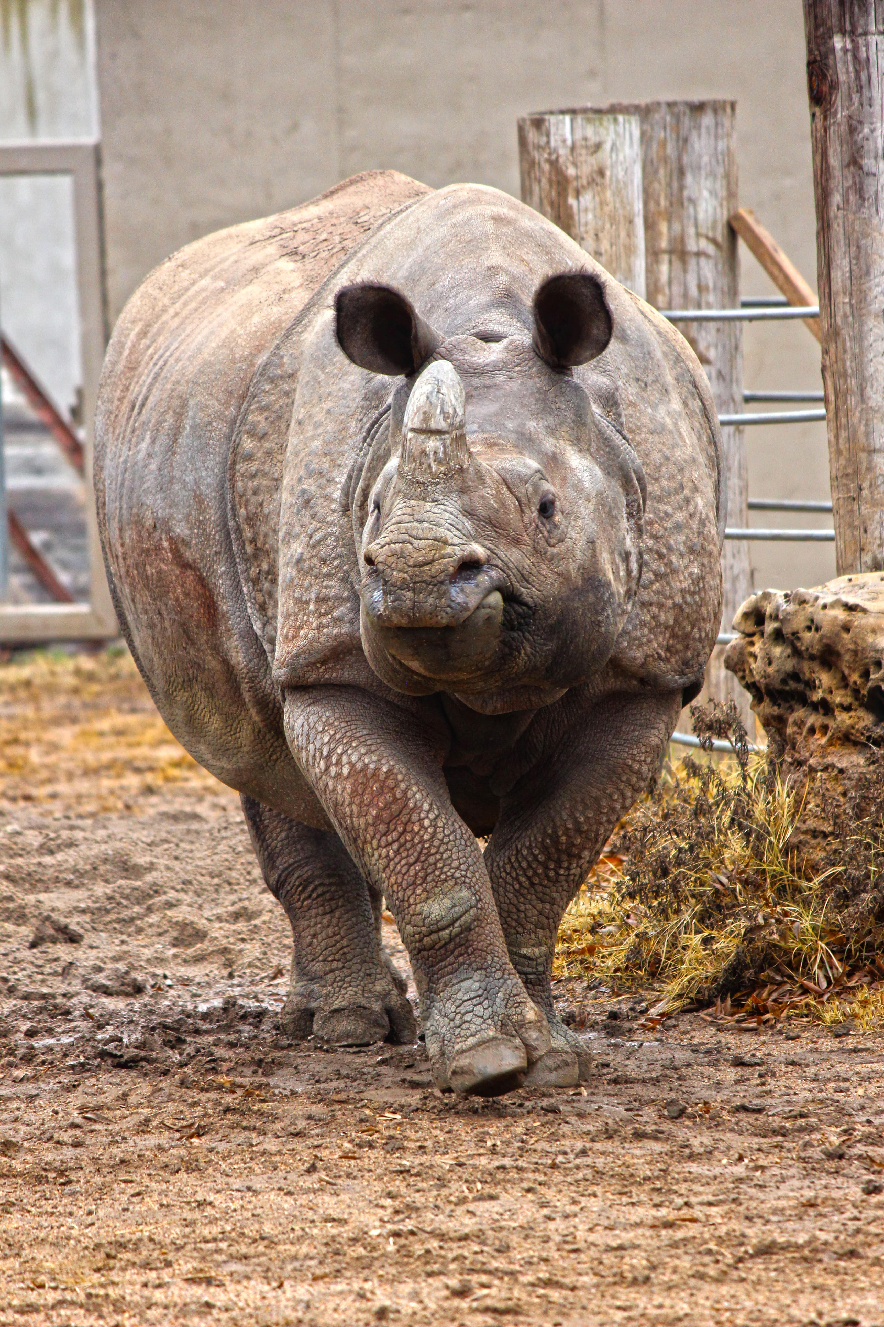 A rhino walking towards the camera (1)