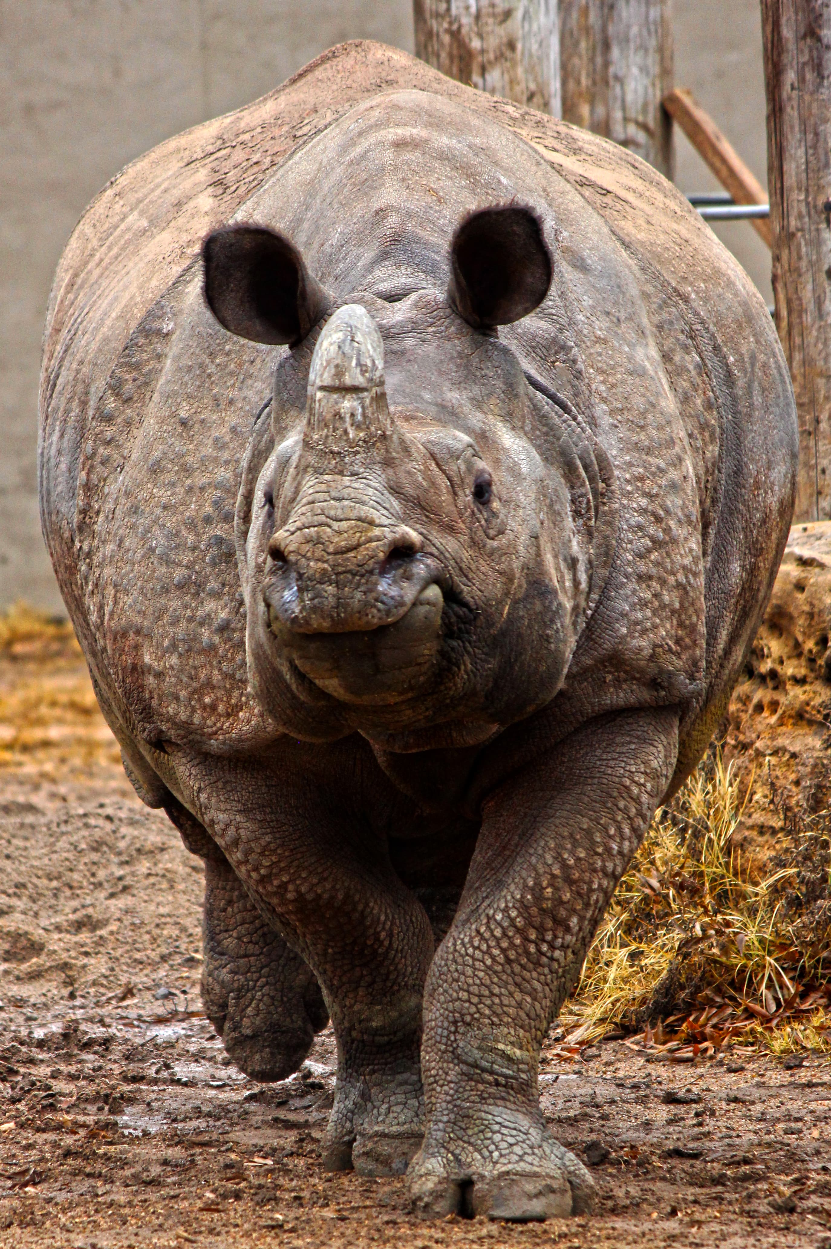 A rhino walking towards the camera (2)