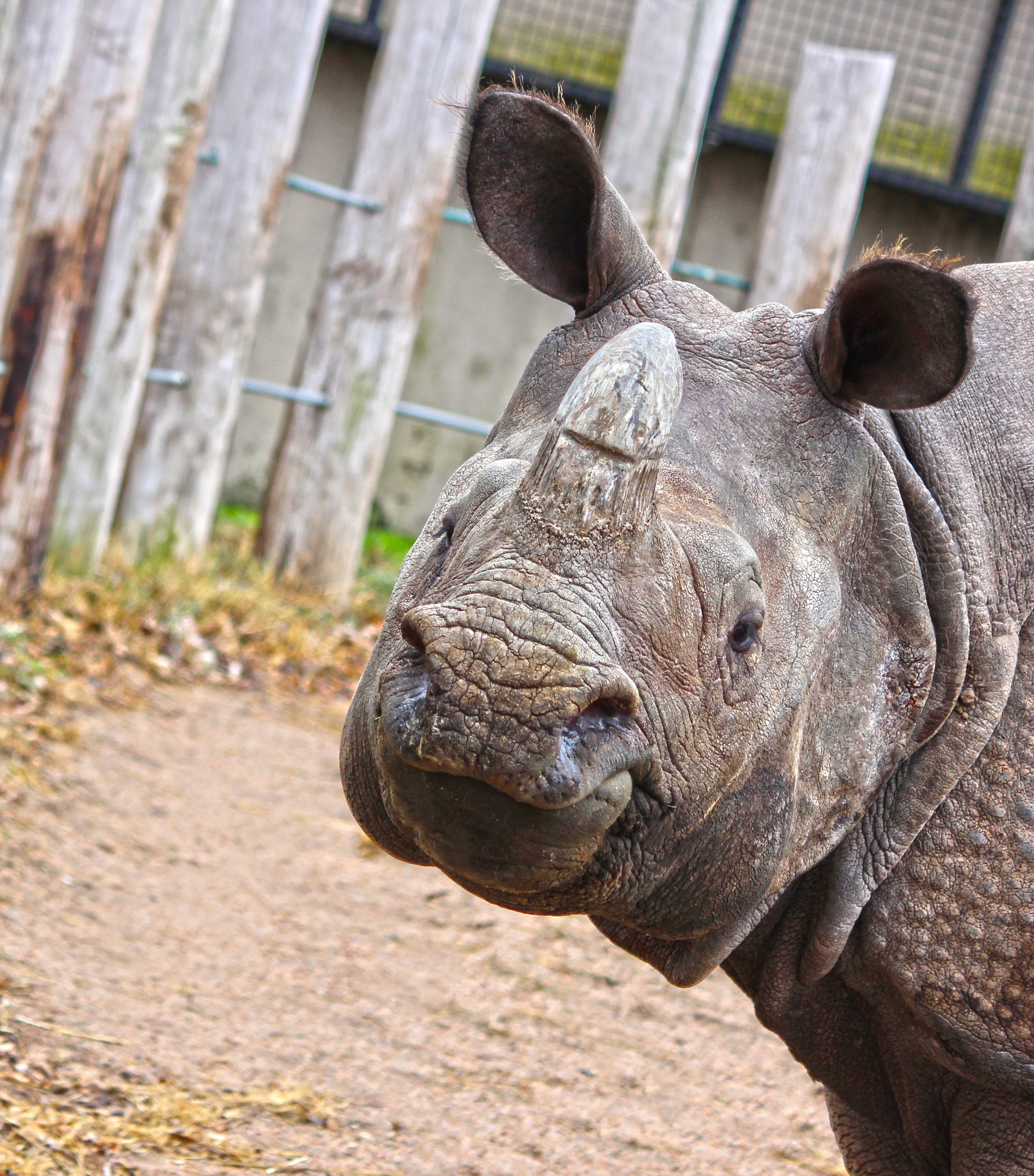 A rhino looking lovingly at the camera
