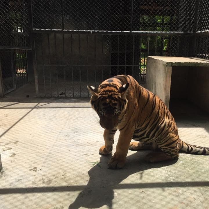 A sad tiger sitting on concrete