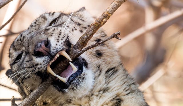 A snow leopard with a stick in their mouth, showing off their big teeth