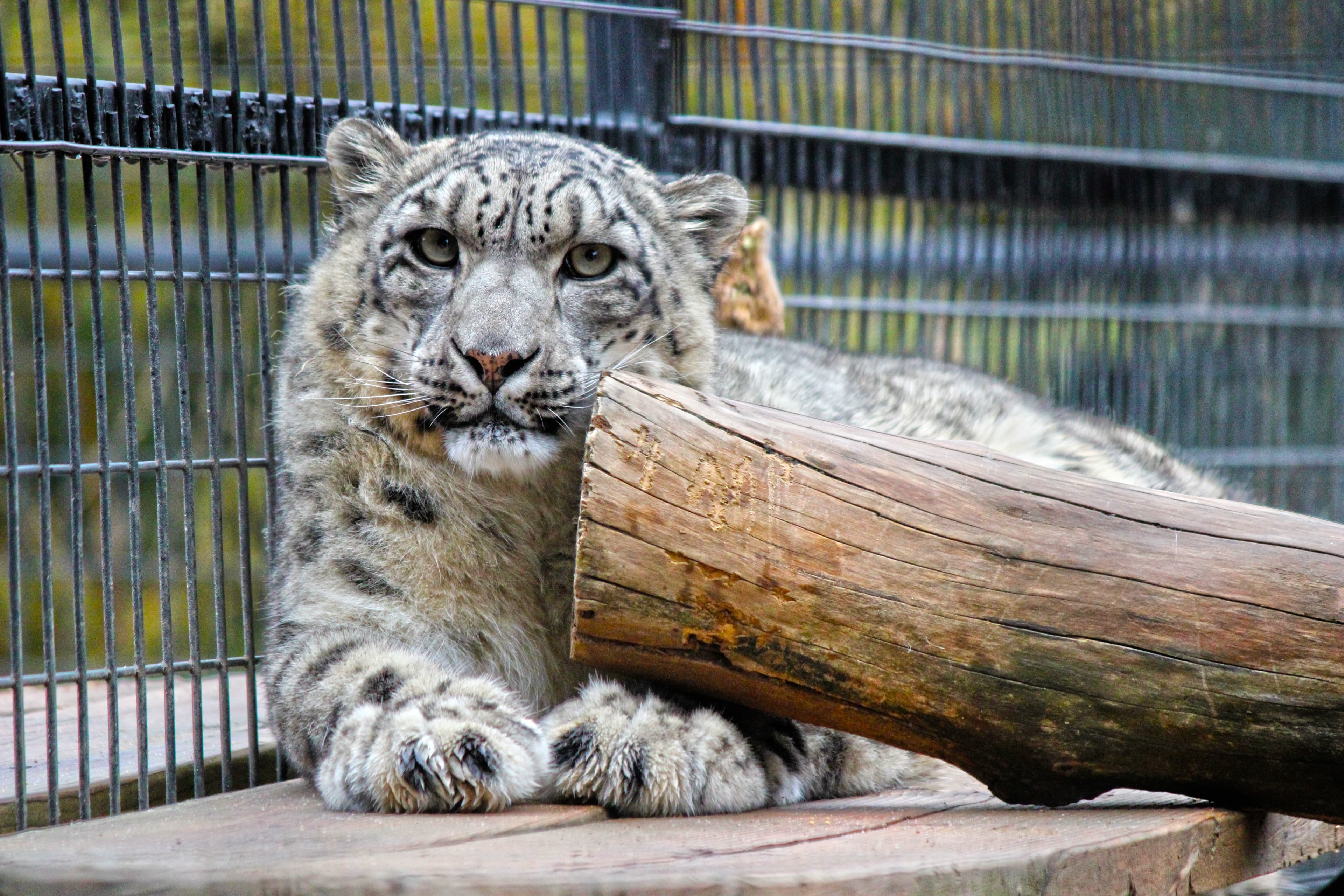 A snow leopard looking quizzically at the camera
