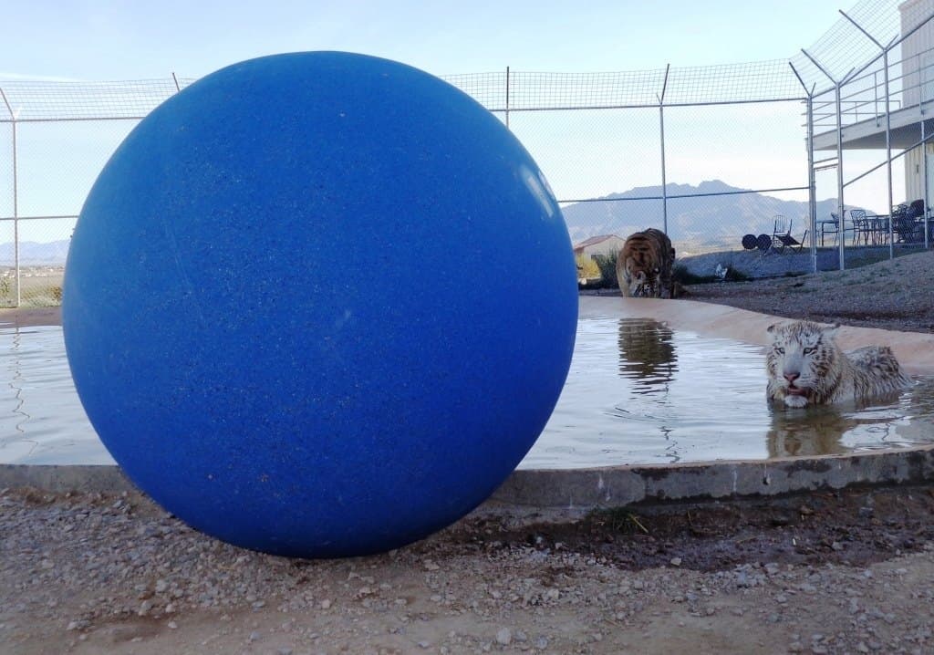 A tiger playing with a large plastic boomer ball (2)