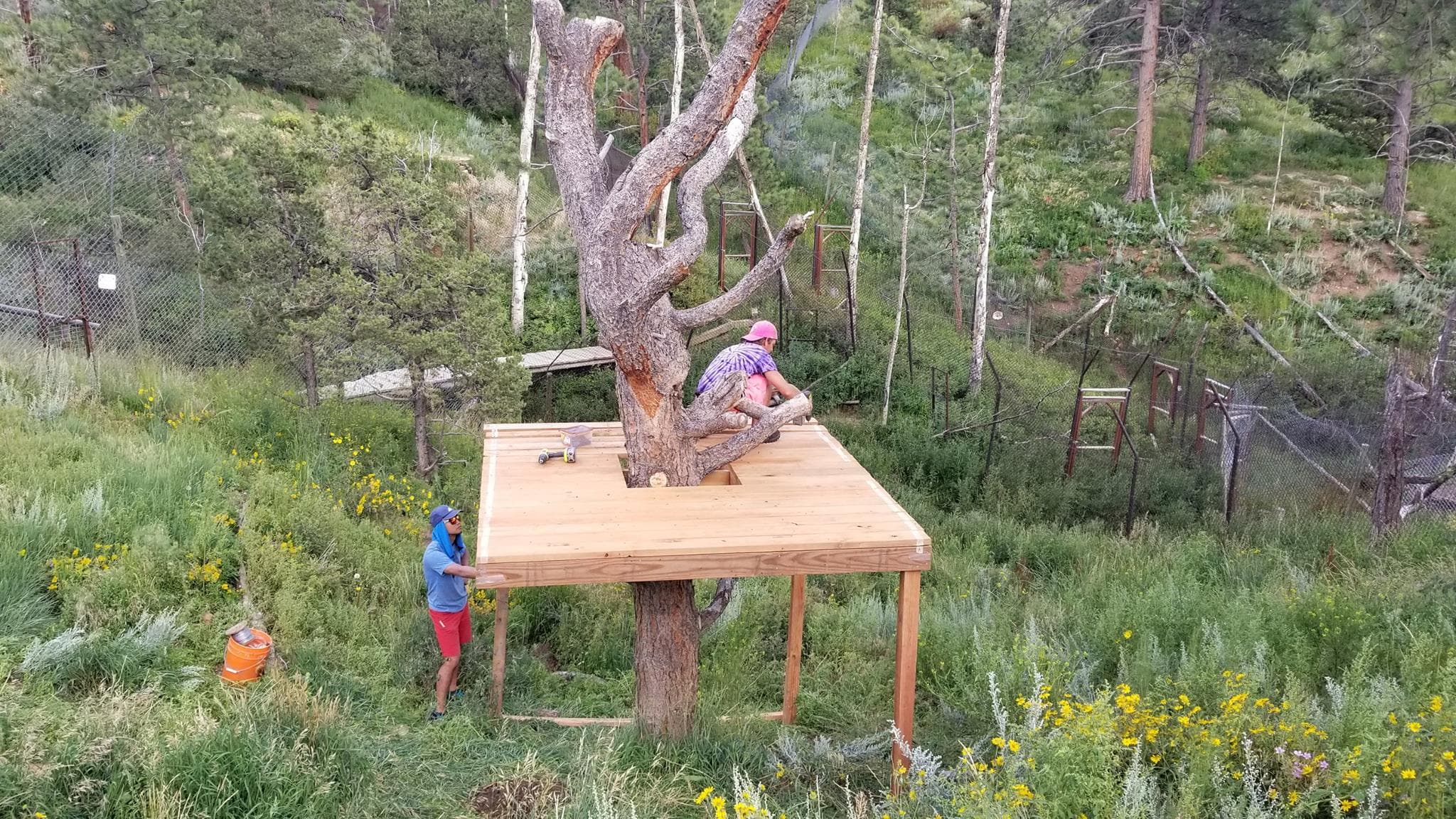 Volunteers working to build an elevated platform in a wolf enclosure