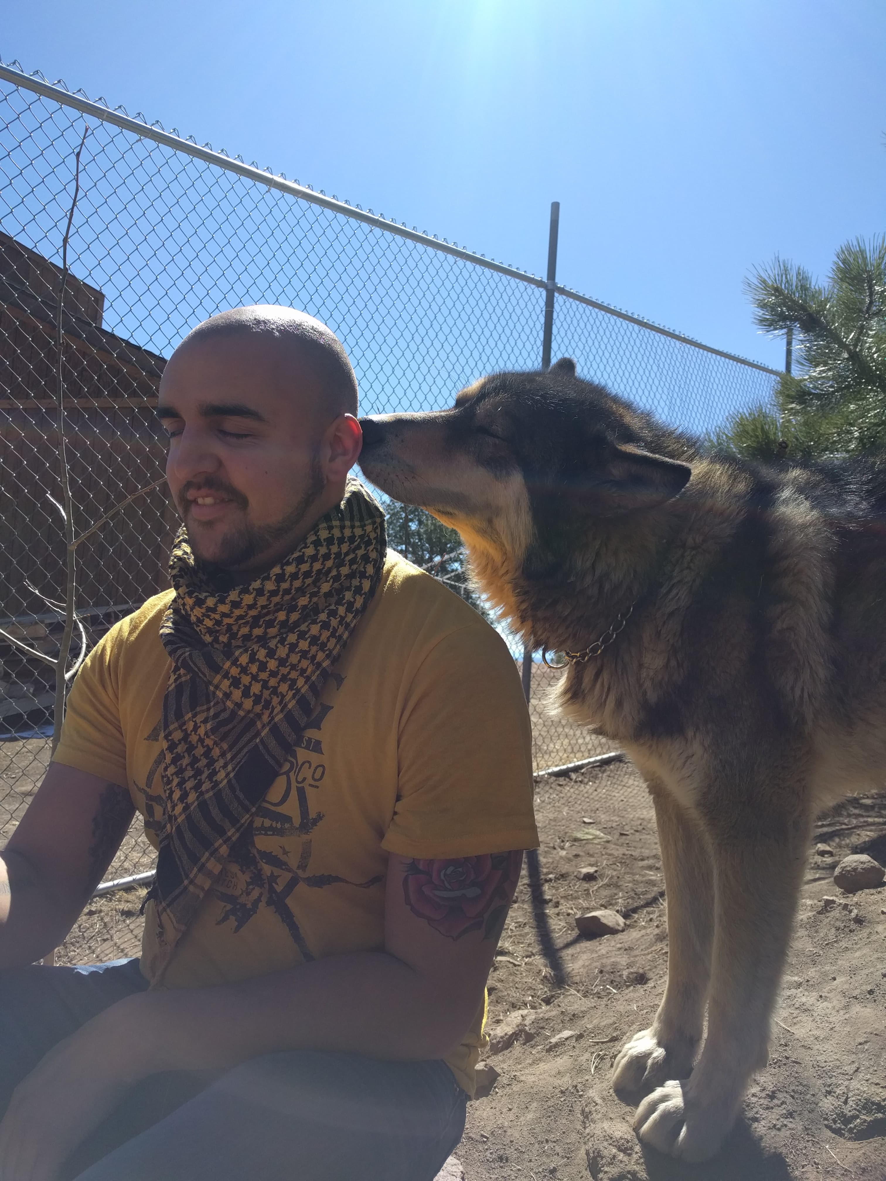 A volunteer with a wolf sniffing their head