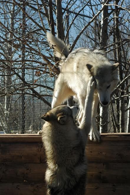 A pair of wolves playing around a newly donated den