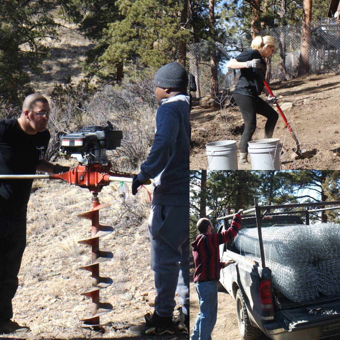 Volunteers using tools to dig holes and put up fencing at a wolf sanctuary