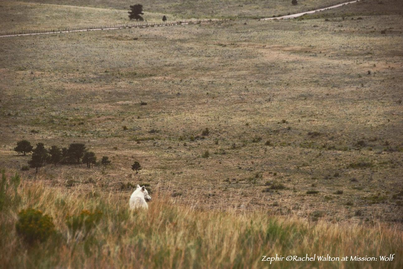 A photo of a wolf named Zephir at the Mission: Wolf sanctuary